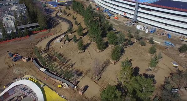 photo of Apple Park tree quota leaves local contractors scrambling for foliage image