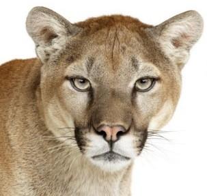 photo of Apple releases OS X 10.8.2 with new Facebook, iMessage features image