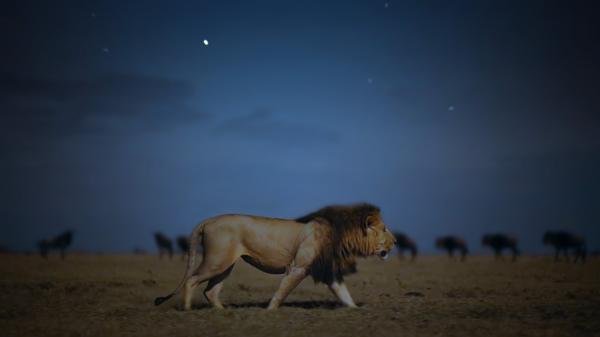 photo of Apple TV+ shares first trailer for nature docu-series 'Earth at Night in Color' image