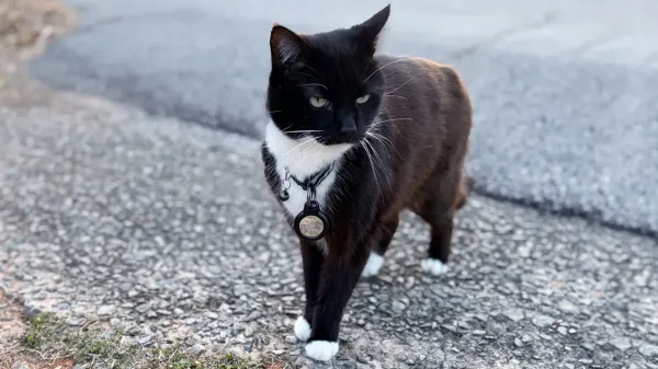 Why AirTag 2 makes an even better pet&hellip;
