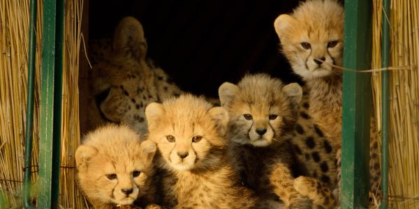 Apple TV’s newest nature docuseries is&hellip;